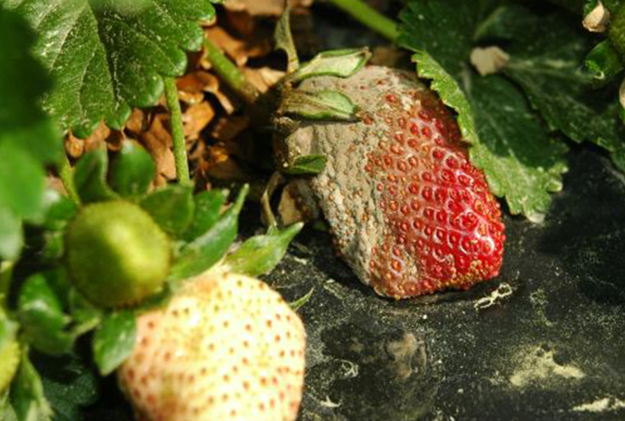 Timorex Gold Biofungicide Now a Tool for California Growers