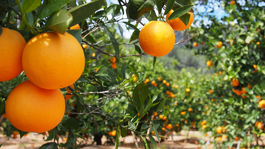 California Growers Get New Bactericide, Fungicide