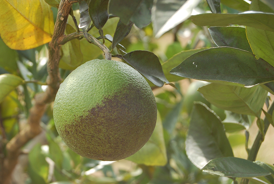 Best Practices Issued for Dealing with Deadly Citrus Disease in California