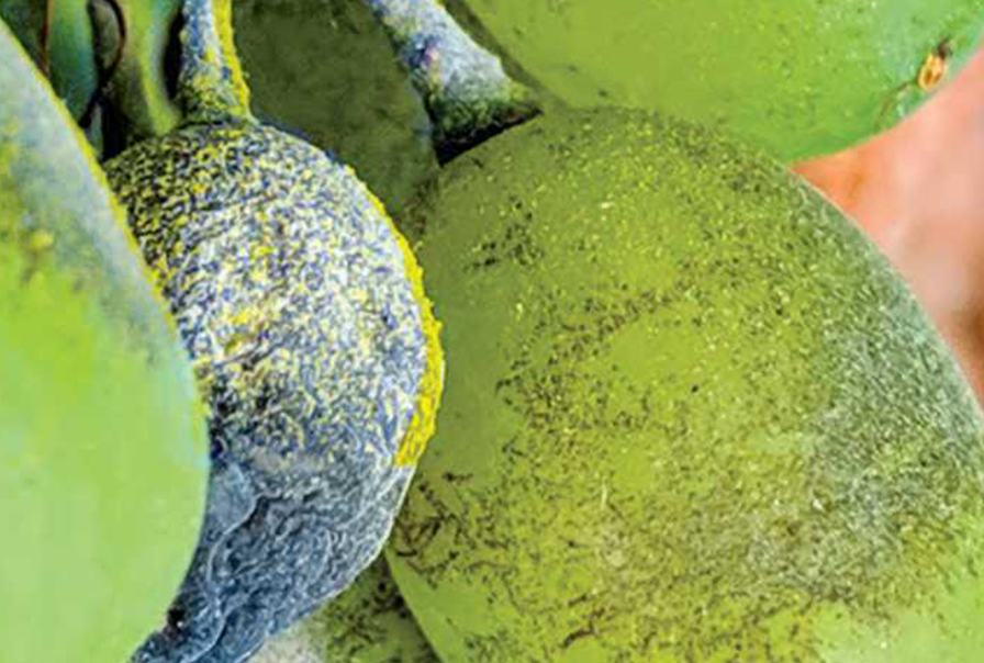 Why Harvest is a Good Time to Review Grape Disease Management