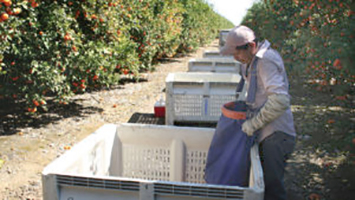 Citrus Greening Scourge on the Spread in California and Texas