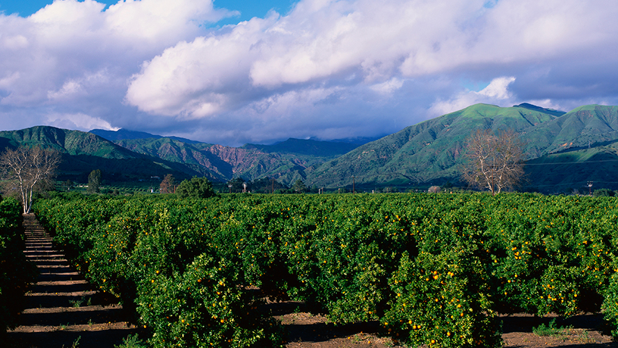 Microthiol Disperss and Merivon Xemium Lead in California Fungicide Applications