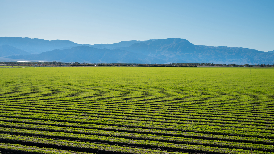 Isometric View of green row crops